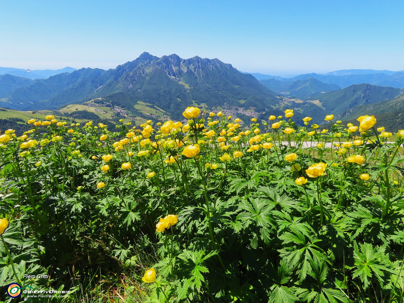 51 Trollius europaeus (Botton d'oro) con Alben.JPG